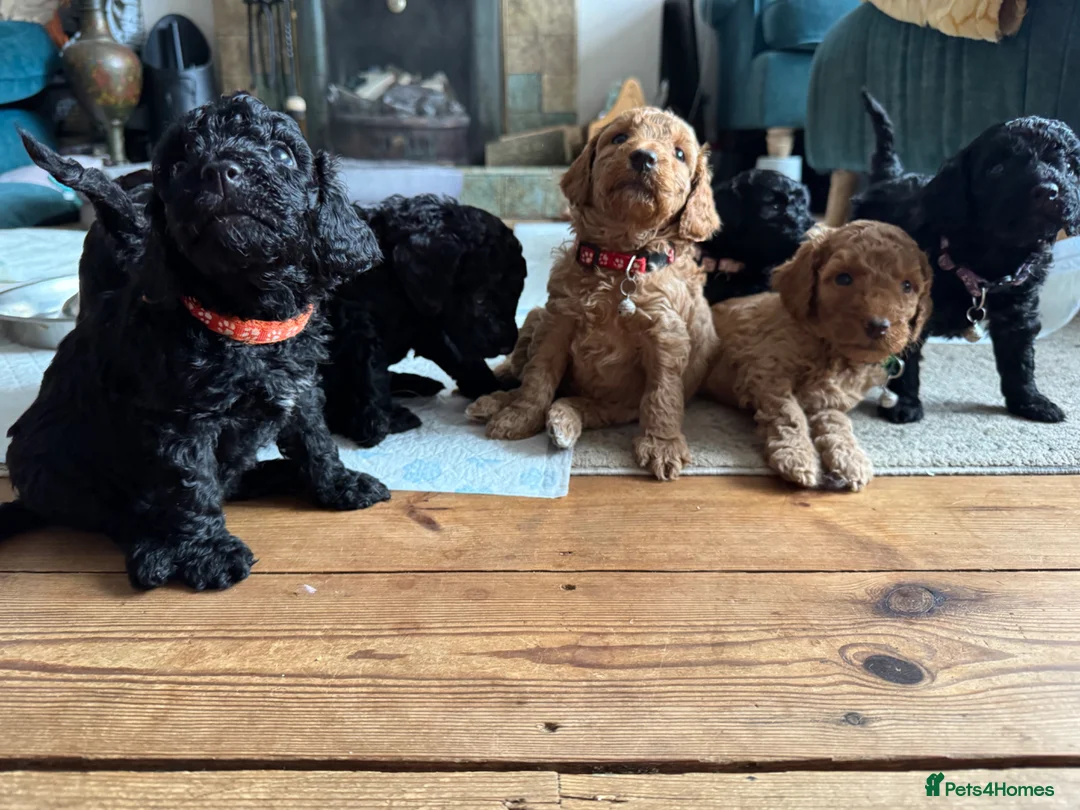 Cockapoo dogs for sale: 💕 Mirabelle’s little beauties 💕  - Advert 2