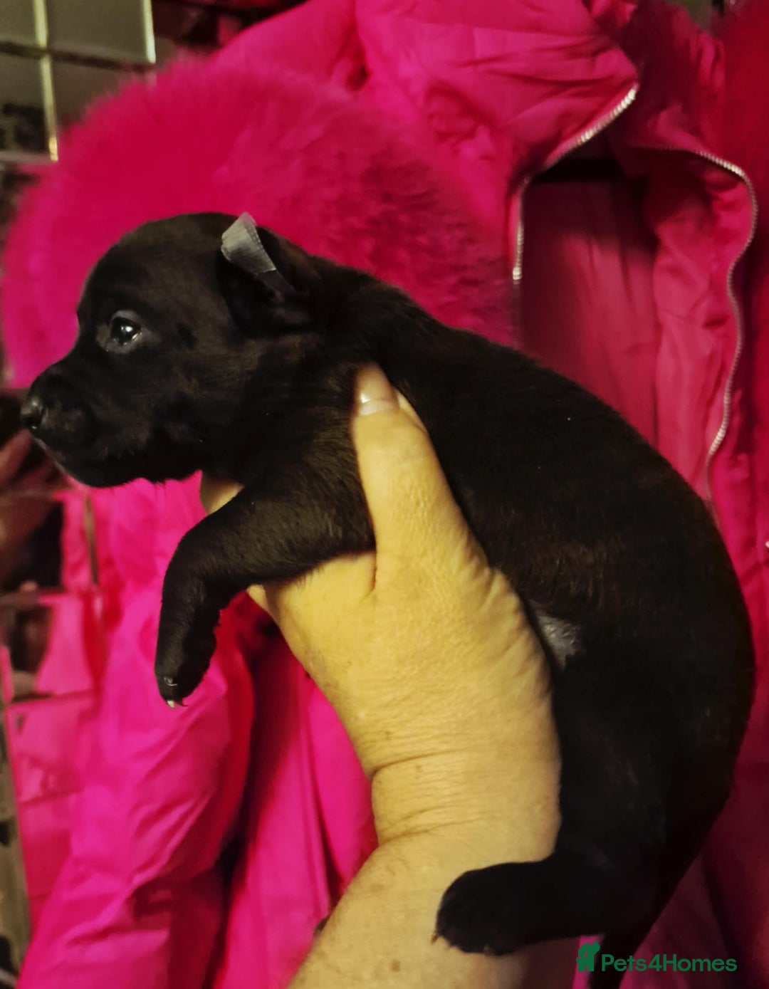 Mexican Hairless dogs for sale: 2 mini girls 2 coated boys - Advert 11