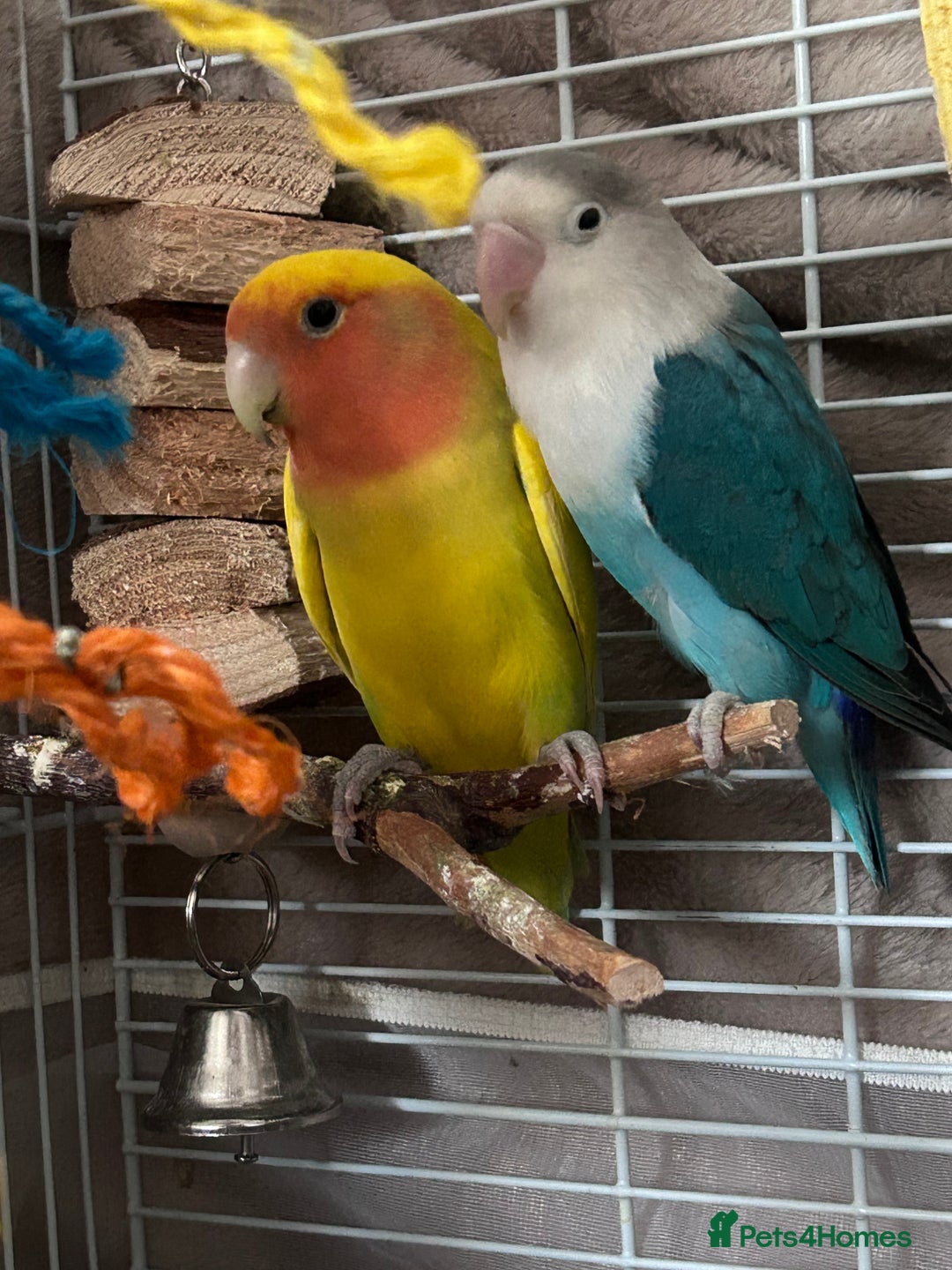 Lovebirds birds for sale: 2 Bonded Lovebirds For sale. NEED GONE❤️ - Advert 1