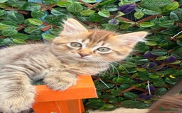 Ragdoll cats for sale: RARE full RAGDOLL BABYS  - Image 17