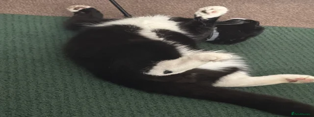 Simba