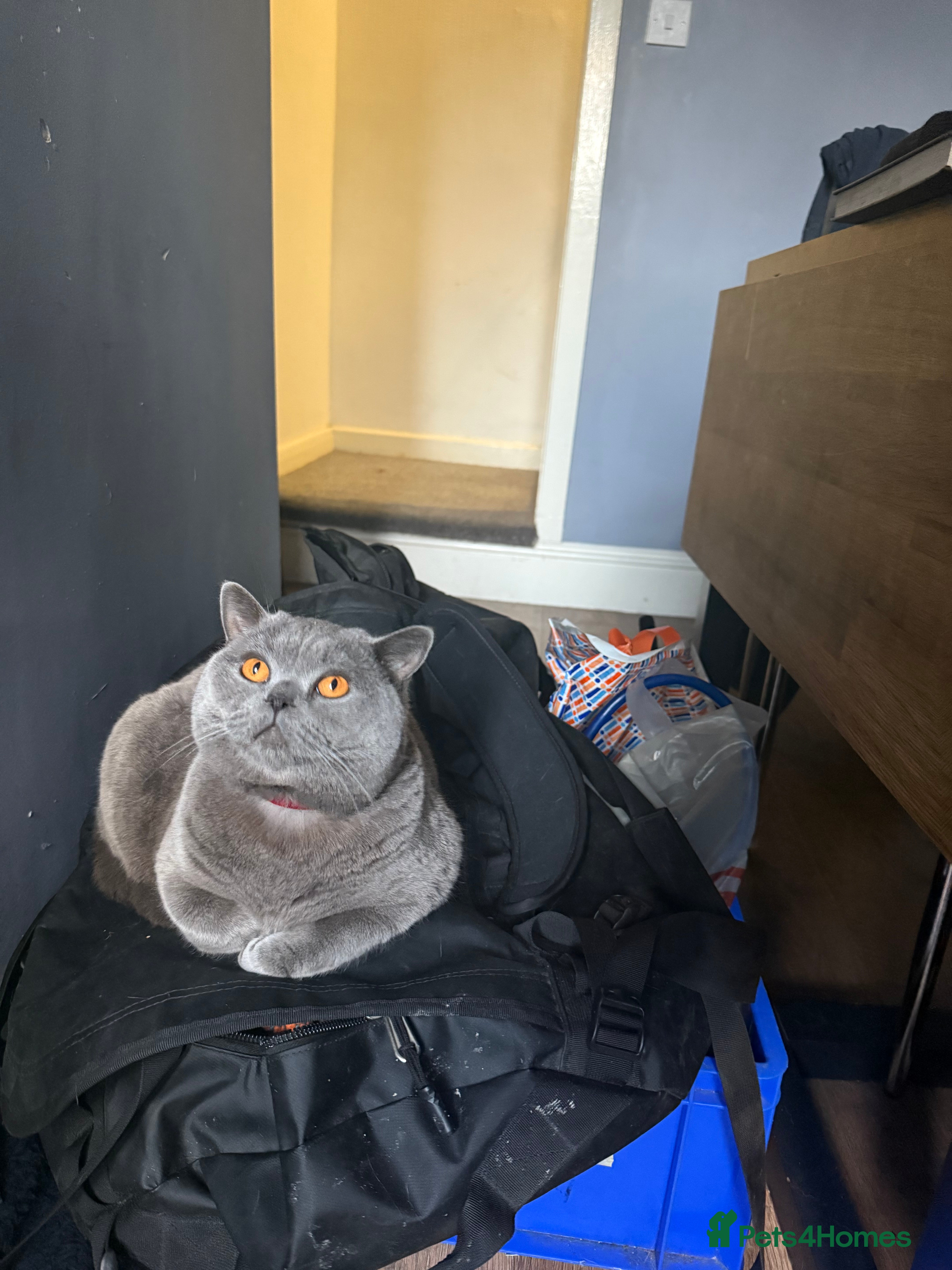 British Shorthair cats Bonded British Shorthair & Domestic Shorthair - Advert 2