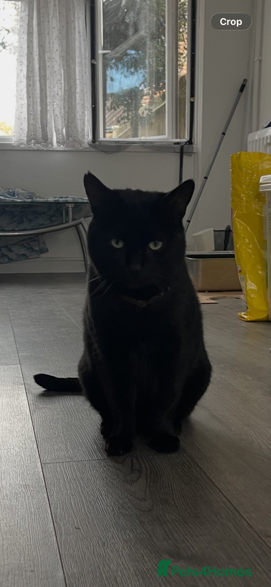 Mixed Breed cats for sale: Rehoming Fluffers  - Advert 13