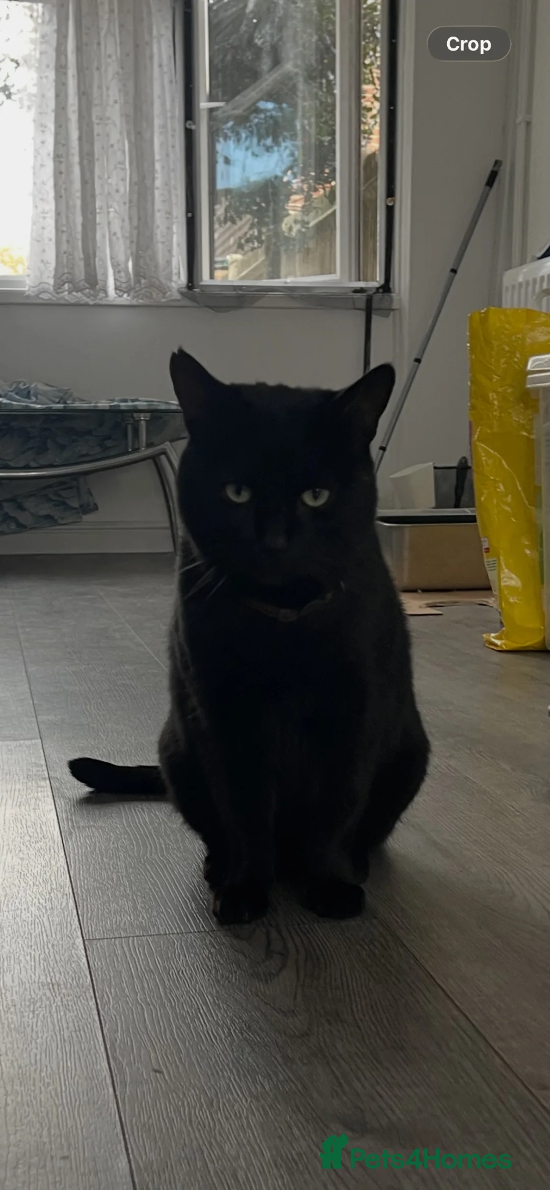 Mixed Breed cats for sale: Rehoming Fluffers  - Advert 1