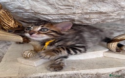 Bengal cats for sale: 💎Cashmere Bengal kittens (Bengal- Longhair) 💎 - Image 5