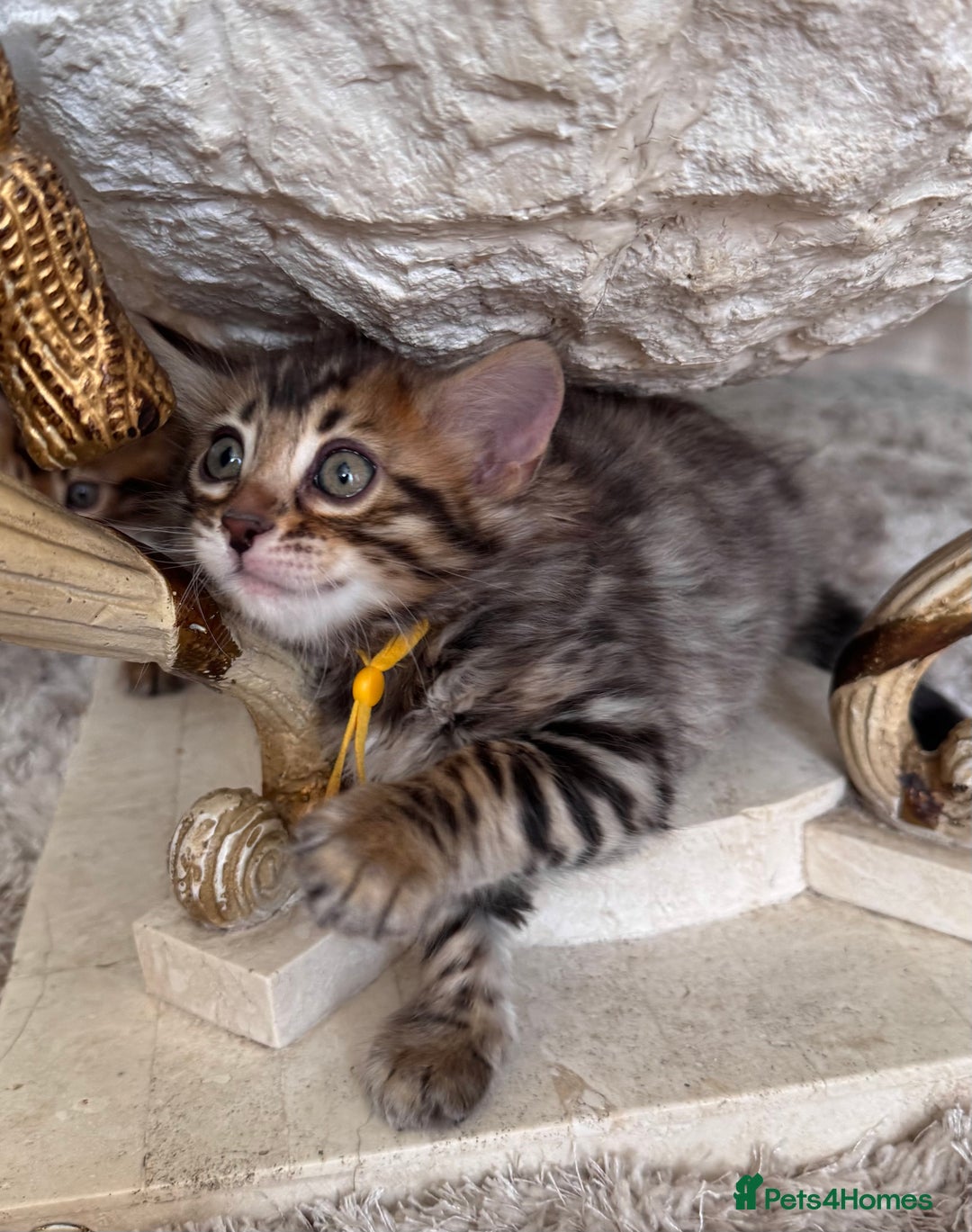Bengal cats for sale: 💎Cashmere Bengal kittens (Bengal- Longhair) 💎 - Image 5