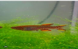 Killifish fish for sale: the fish that are in the photo Read the descriptio - Image 2