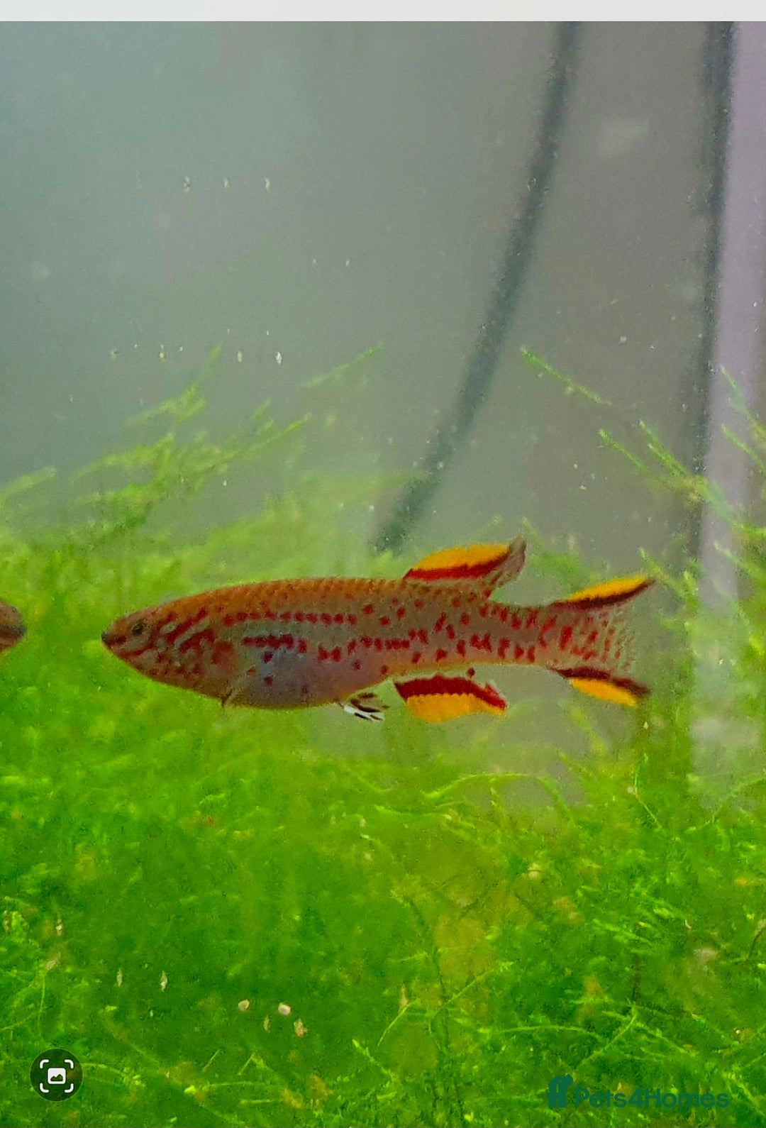 Killifish fish for sale: the fish that are in the photo Read the descriptio - Image 2