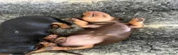 Miniature Dachshund dogs for sale: KC Reg miniature Dachshund puppies  - Advert 9