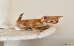Domestic Shorthair cats for sale: Gorgeous Fluffy Kittens, ready now! - Image 10