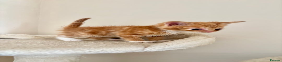 Domestic Shorthair Kitten 2