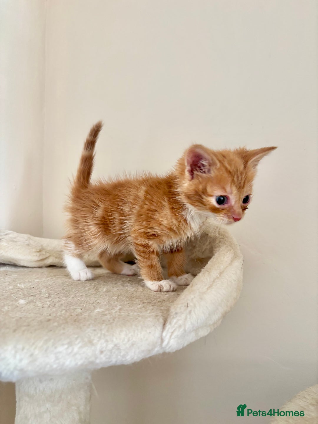 Domestic Shorthair cats for sale: Gorgeous Fluffy Kittens, ready now! - Image 10