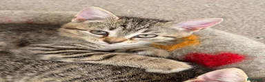 Tabby girl