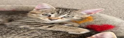 Mixed Breed cats for sale: 7 kittens looking for their forever homes in Kilwinning - Advert 5