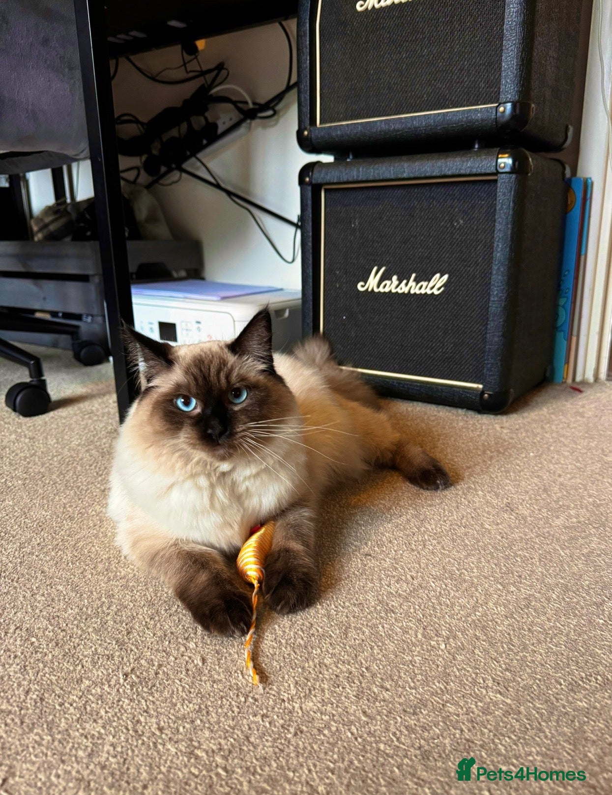 Ragdoll cats Seal point Ragdoll ‘Iggy’  - Advert 1