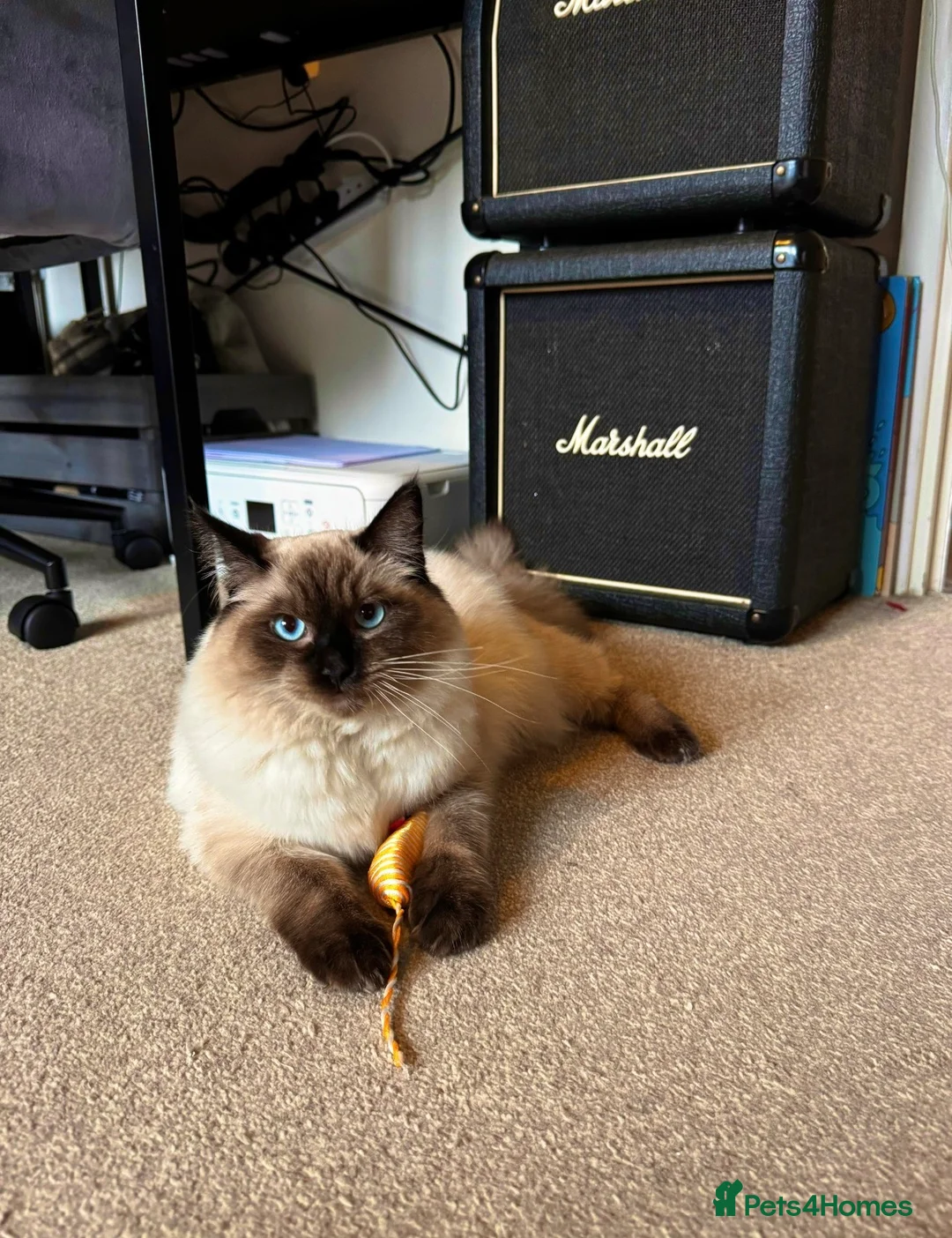 Ragdoll cats for sale: Seal point Ragdoll ‘Iggy’  - Advert 1