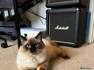 Ragdoll cats Seal point Ragdoll ‘Iggy’ - Advert 1