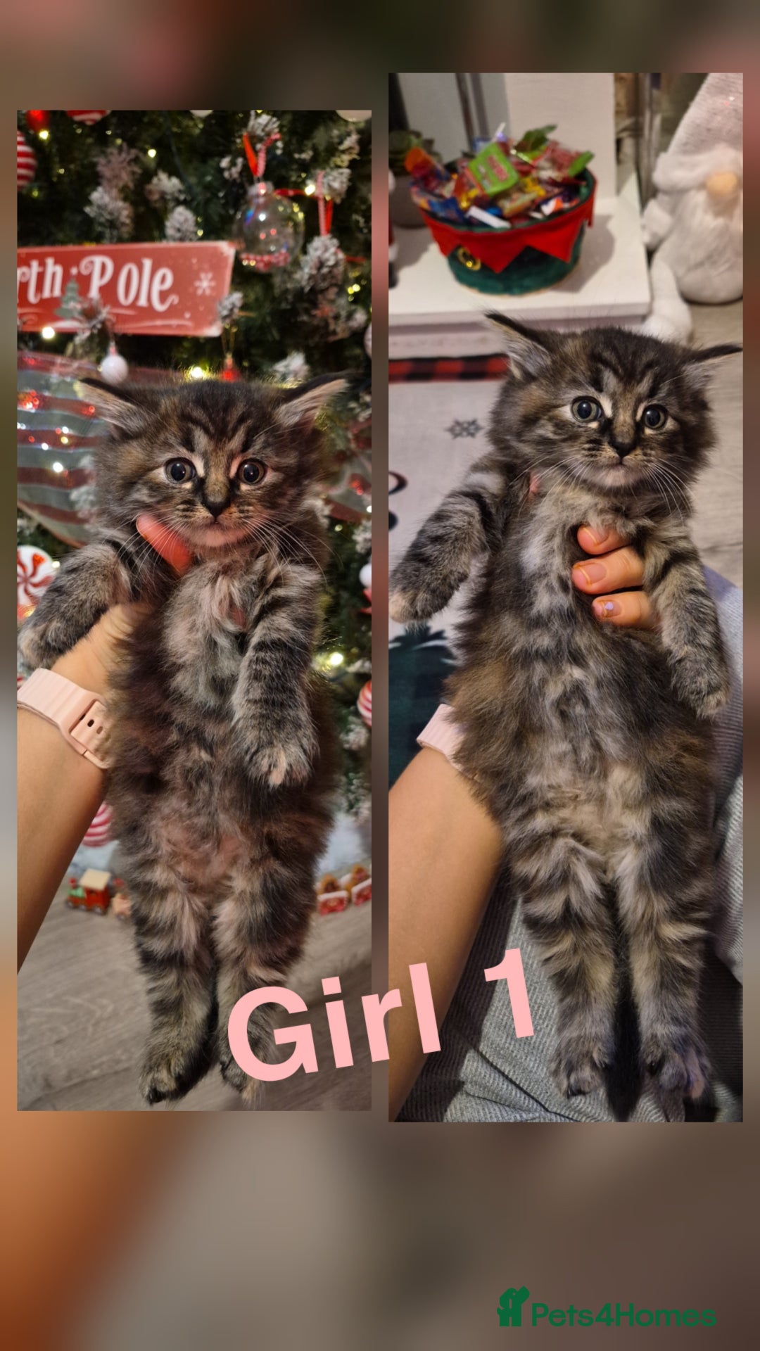 Mixed Breed cats for sale: Beautiful kittens 🐾 - Image 2