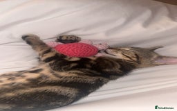 Mixed Breed cats for sale: 🐾 Adorable Kitten Looking for a Loving Home 🐾 - Image 3