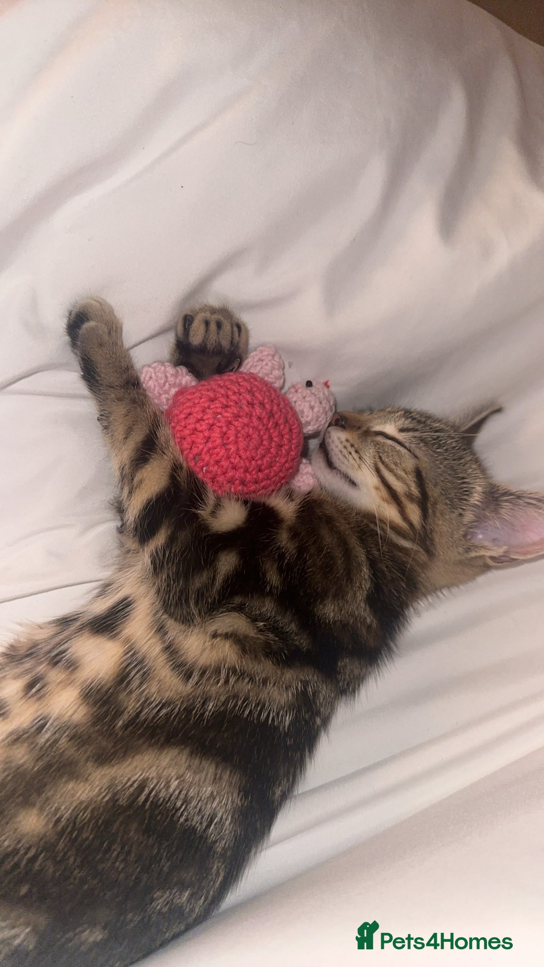 Mixed Breed cats for sale: 🐾 Adorable Kitten Looking for a Loving Home 🐾 - Image 3