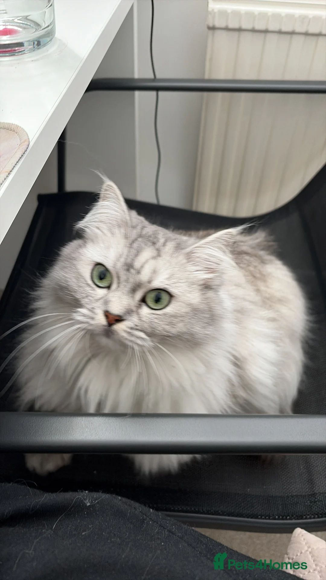 RagaMuffin cats for sale: Elsa - 3 Year Old RagaMuffin in Leeds - Advert 2