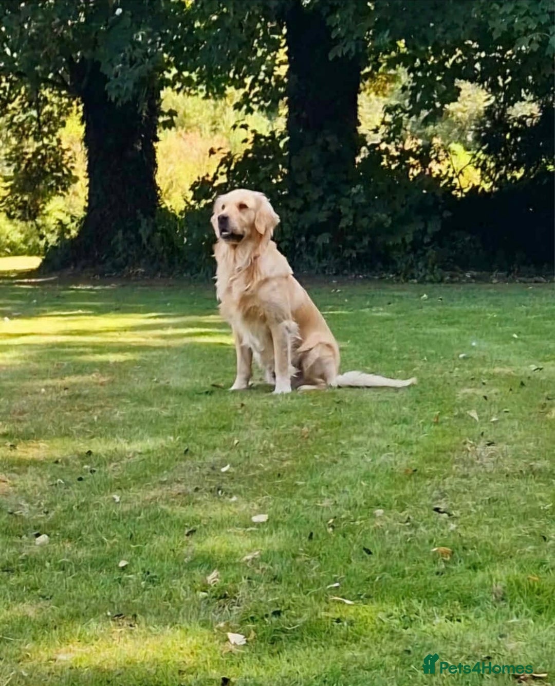 Golden Retriever dogs for sale: 2 year old kc registered male  - Advert 12