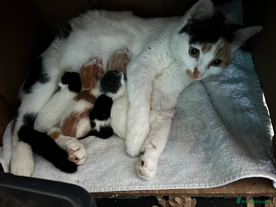 Mixed Breed cats for sale: Two DSH x ragdoll male kittens available  - Advert 2