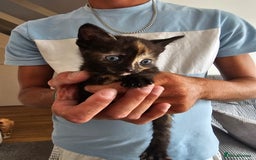 British Shorthair cats for sale: Male and female kittens for sale  - Image 2