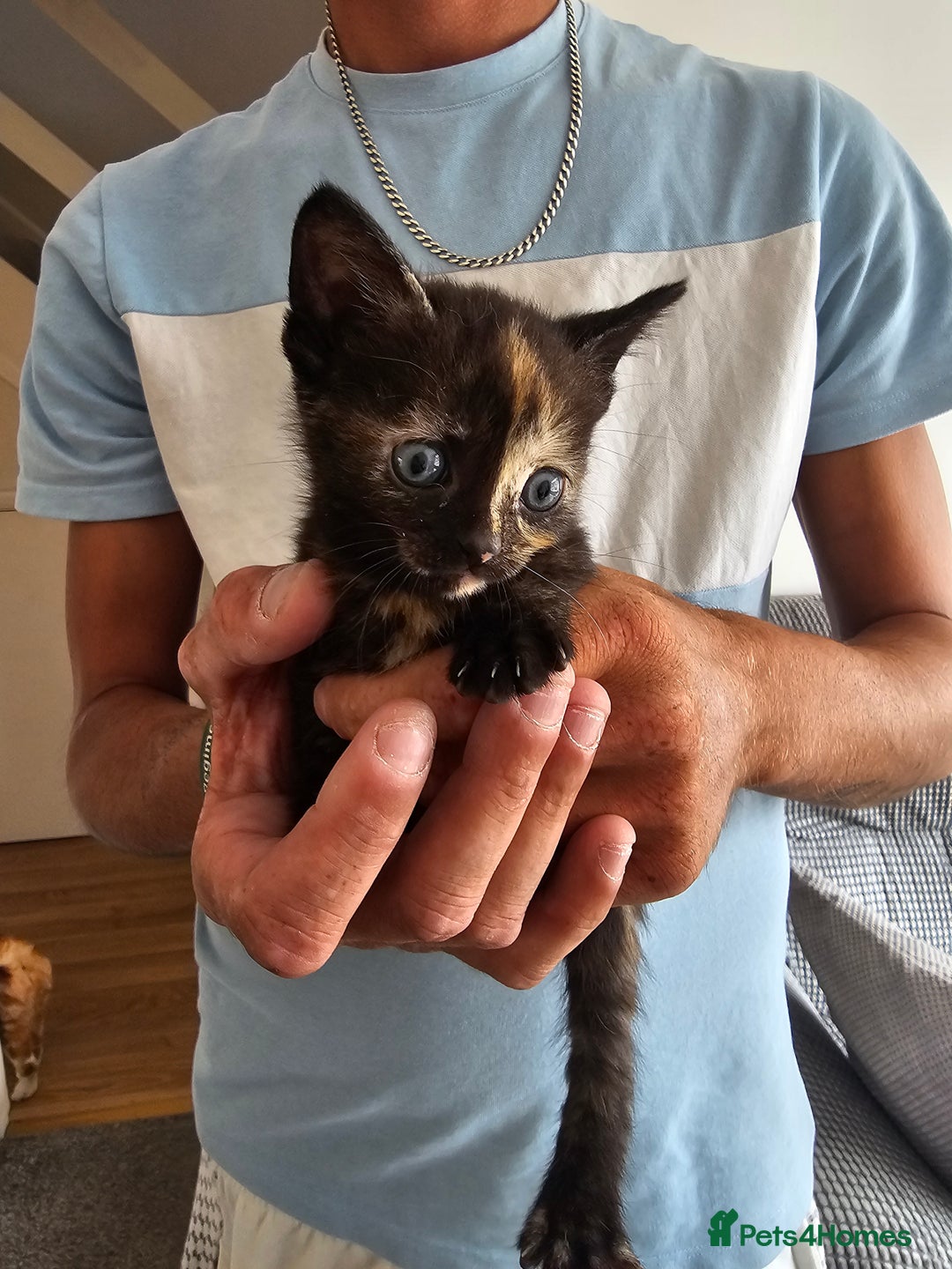British Shorthair cats for sale: Male and female kittens for sale  - Image 2