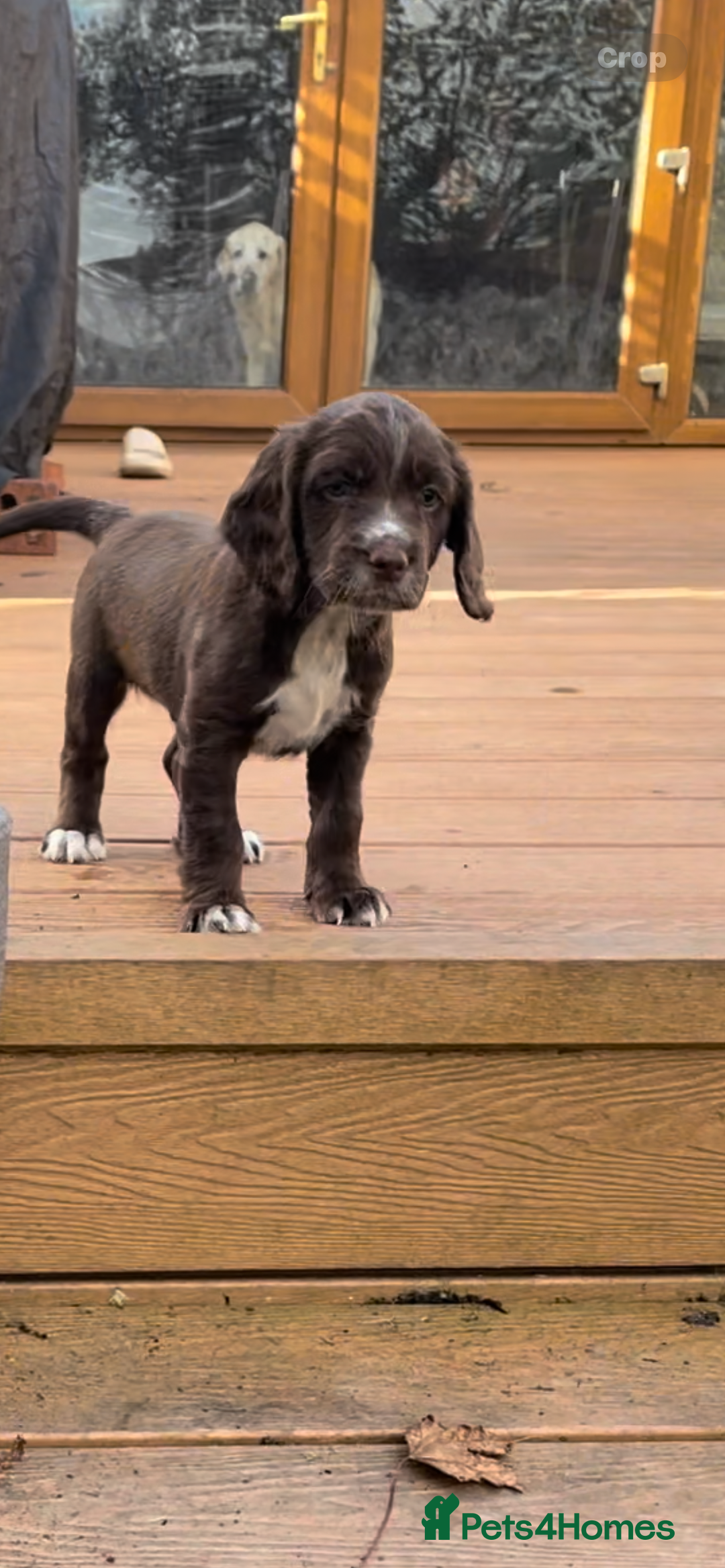 Cocker Spaniel dogs for sale: Adorable working cocker spaniel puppies  - Image 2