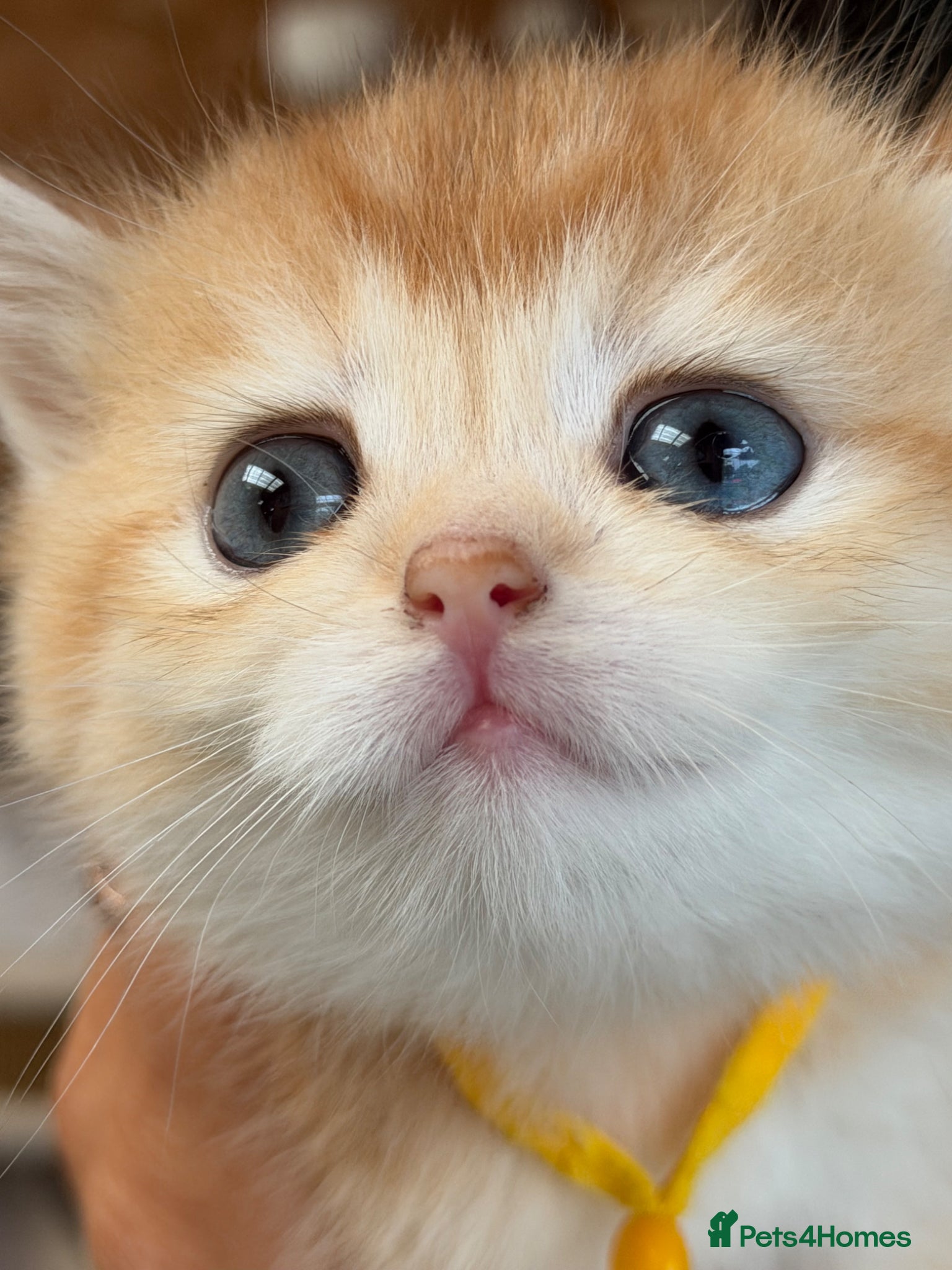 British Shorthair cats for sale: British shorthair golden adorable kitten GCCF  - Advert 21