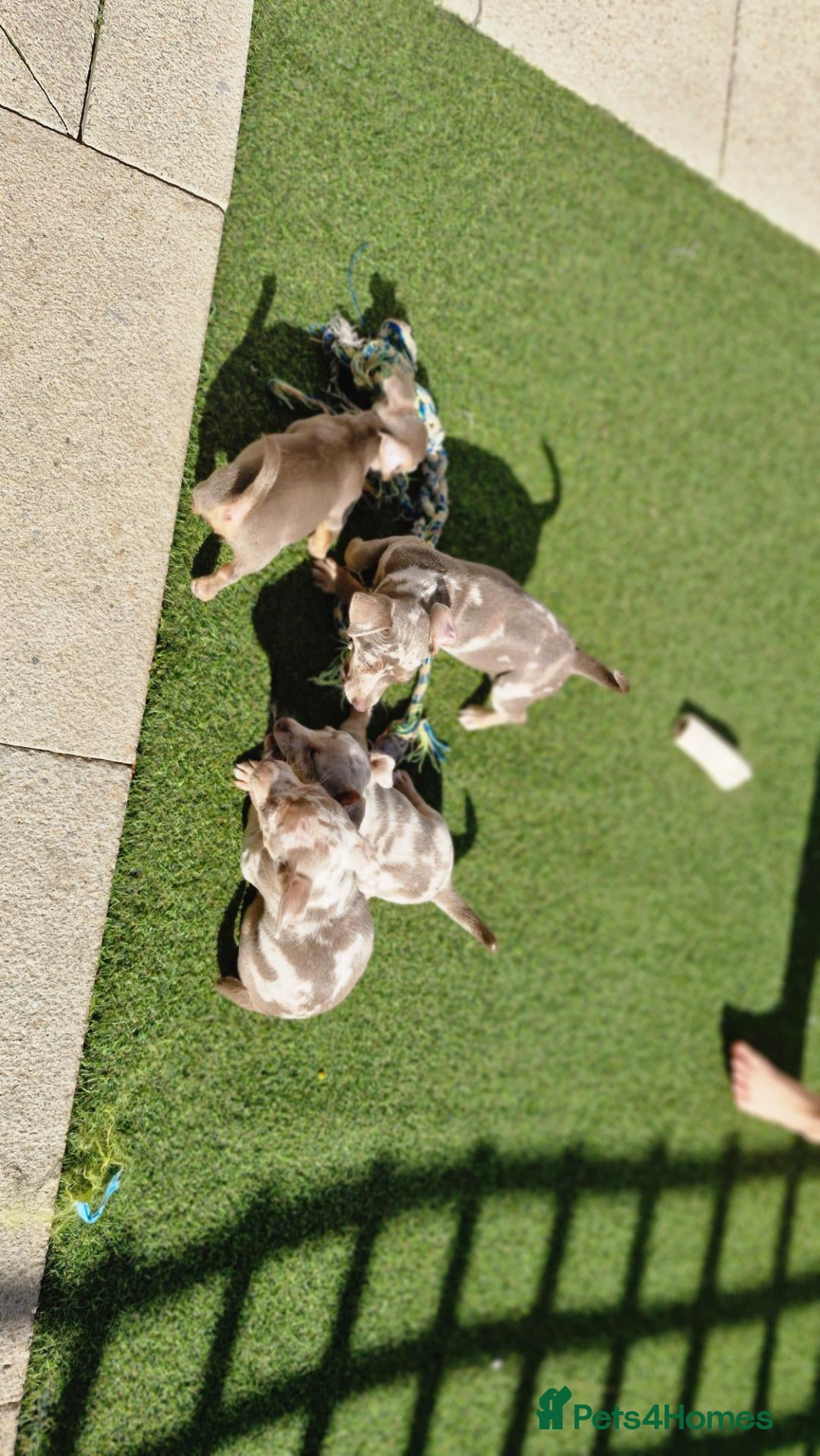 Jack Russell dogs Merle jack russels - Advert 16