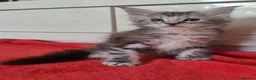 Maine Coon cats for sale: Active Tica Reg Maine Coone Kittens  - Advert 6