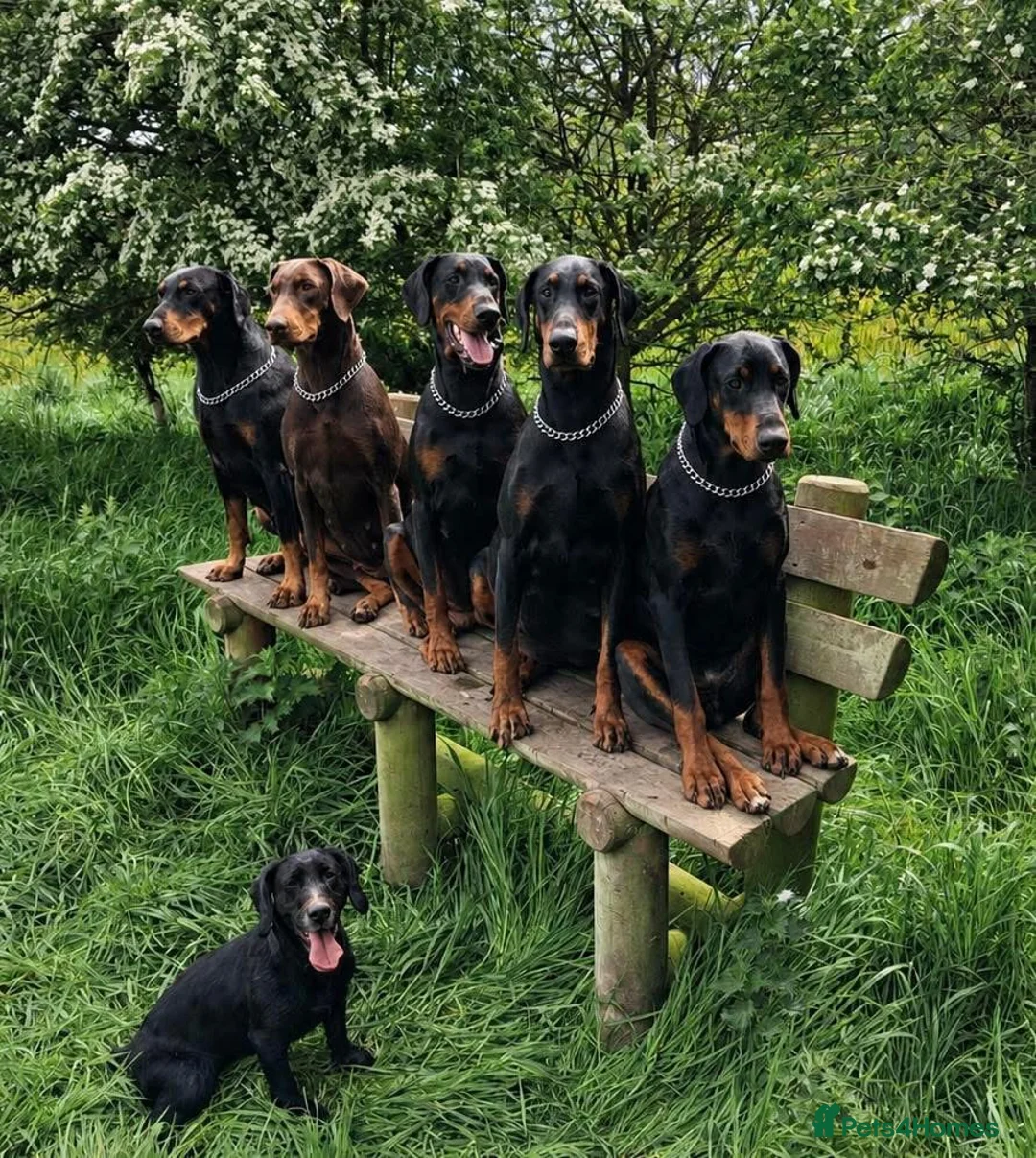 Dobermann dogs for sale: upcoming litter  - Advert 2