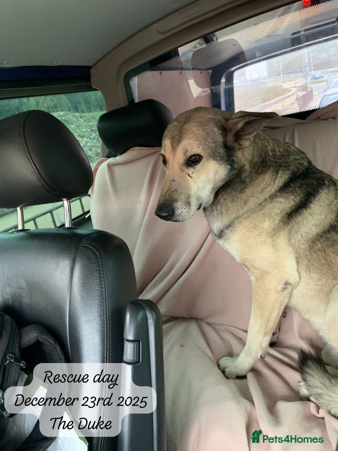 Mixed Breed dogs for adoption: The Duke, 8 yrs approx. Available for adoption. - Advert 3