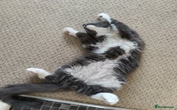 Maine Coon cats for sale: Three adorable Main kittens  - Image 12