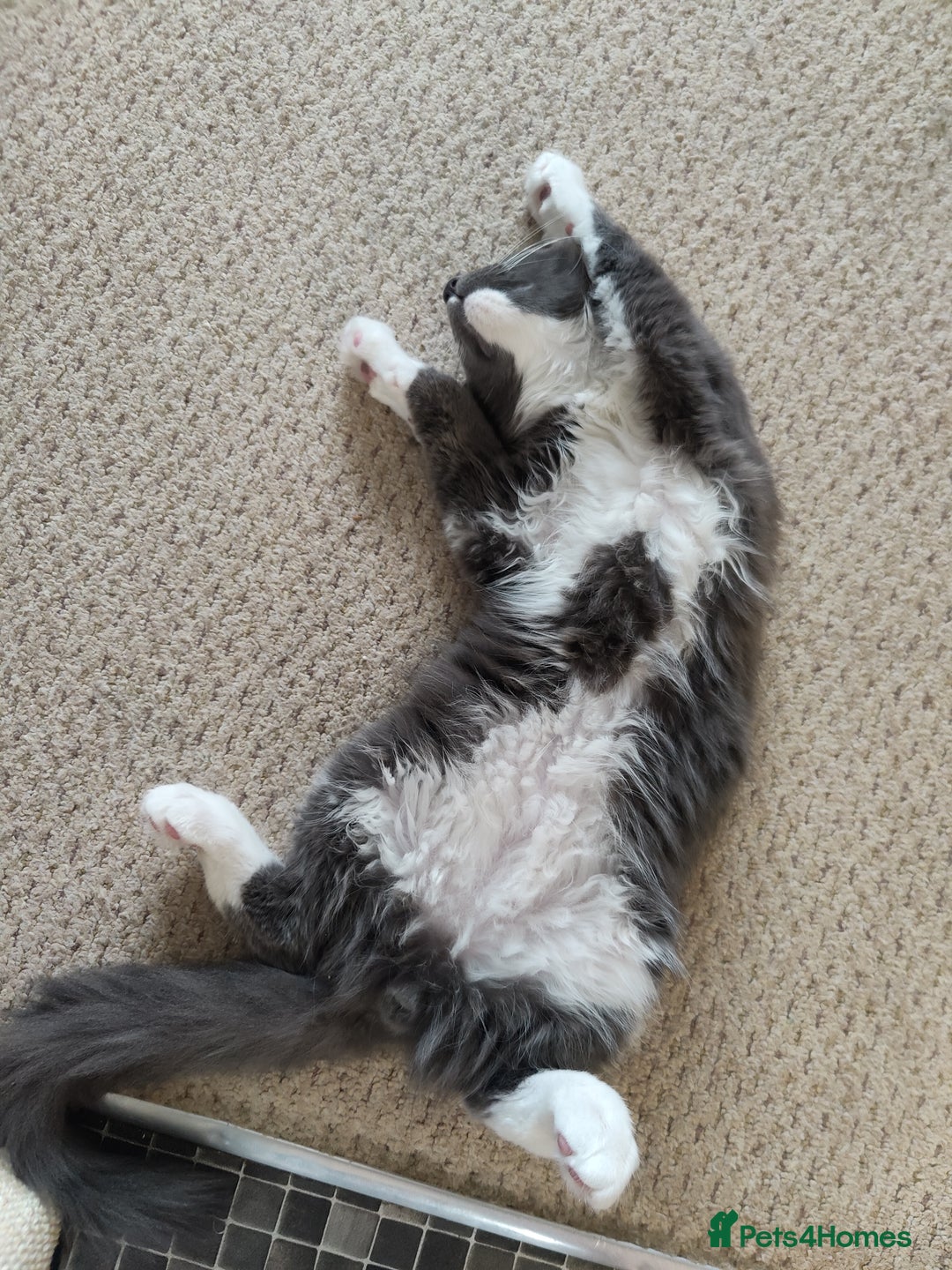 Maine Coon cats for sale: Three adorable Main kittens  - Image 12
