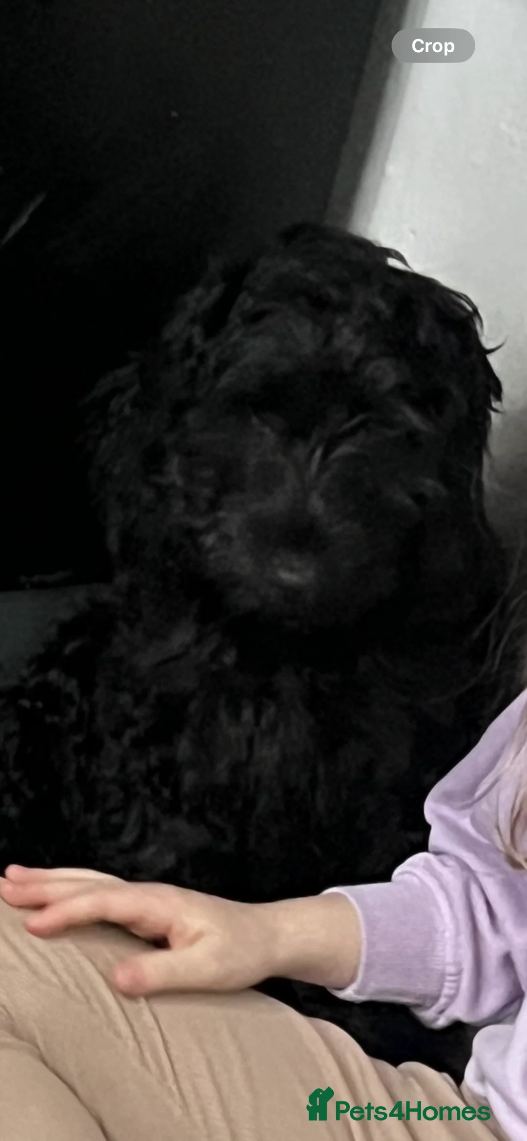 Cockapoo dogs for sale: 6 month female cockapoo puppy  - Advert 1