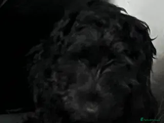 Cockapoo dogs 6 month female cockapoo puppy - Advert 4