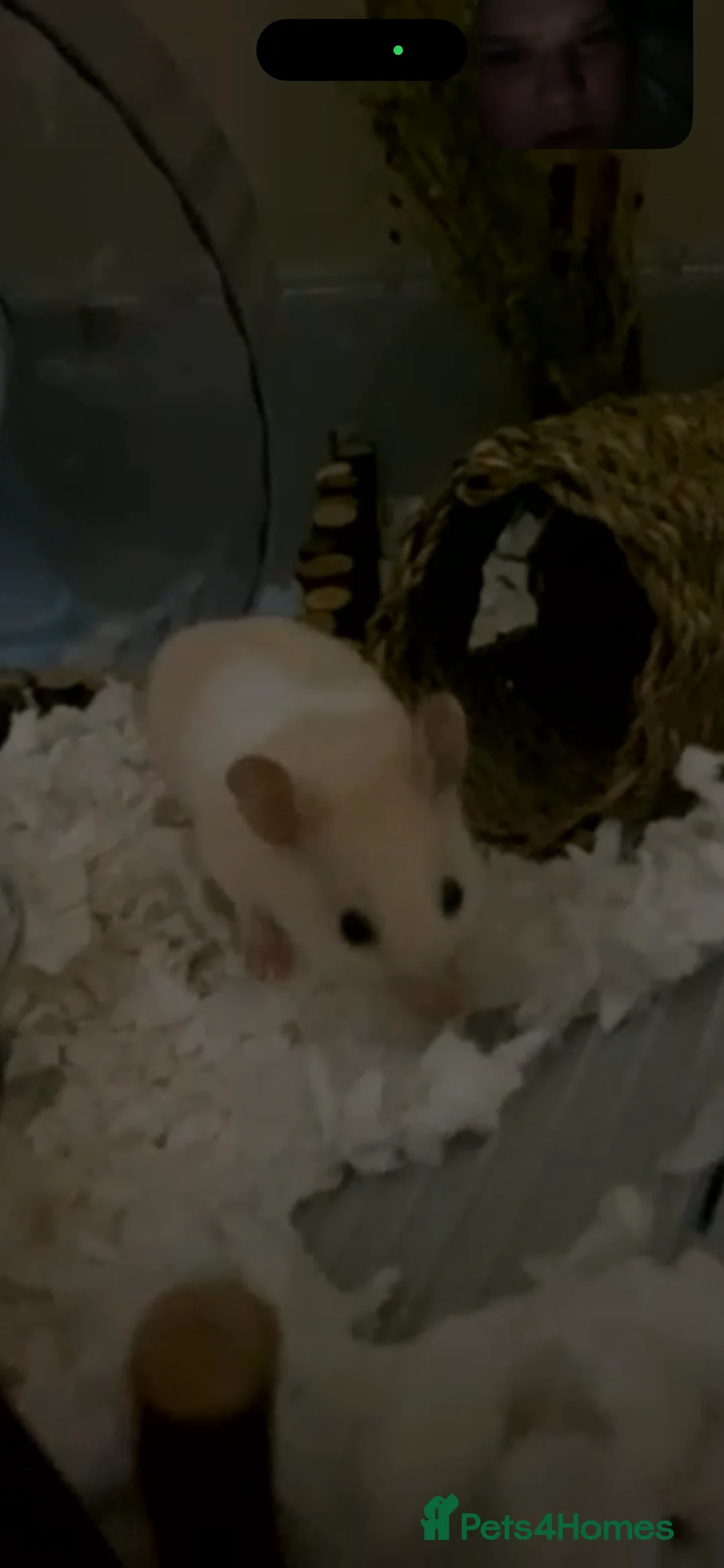 Hamster rodents for sale: hamster and accessories  - Advert 1