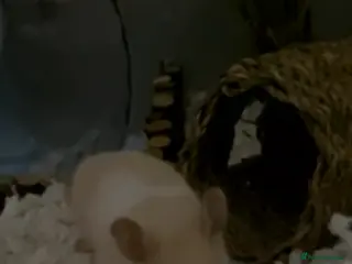 Hamster rodents hamster and accessories - Advert 3