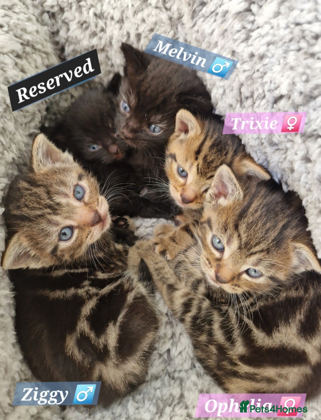 Mixed Breed cats Russian Blue & Bengal Cross kittens - Advert 4