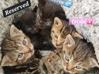 Mixed Breed cats Russian Blue & Bengal Cross kittens - Advert 4