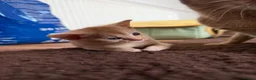 Abyssinian cats for sale: Gorgeous Abyssinian kittens - Advert 19