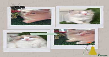 Ragdoll cats Beautiful two GCCF kittens. Blue Bicolour Ragdolls - Advert 12