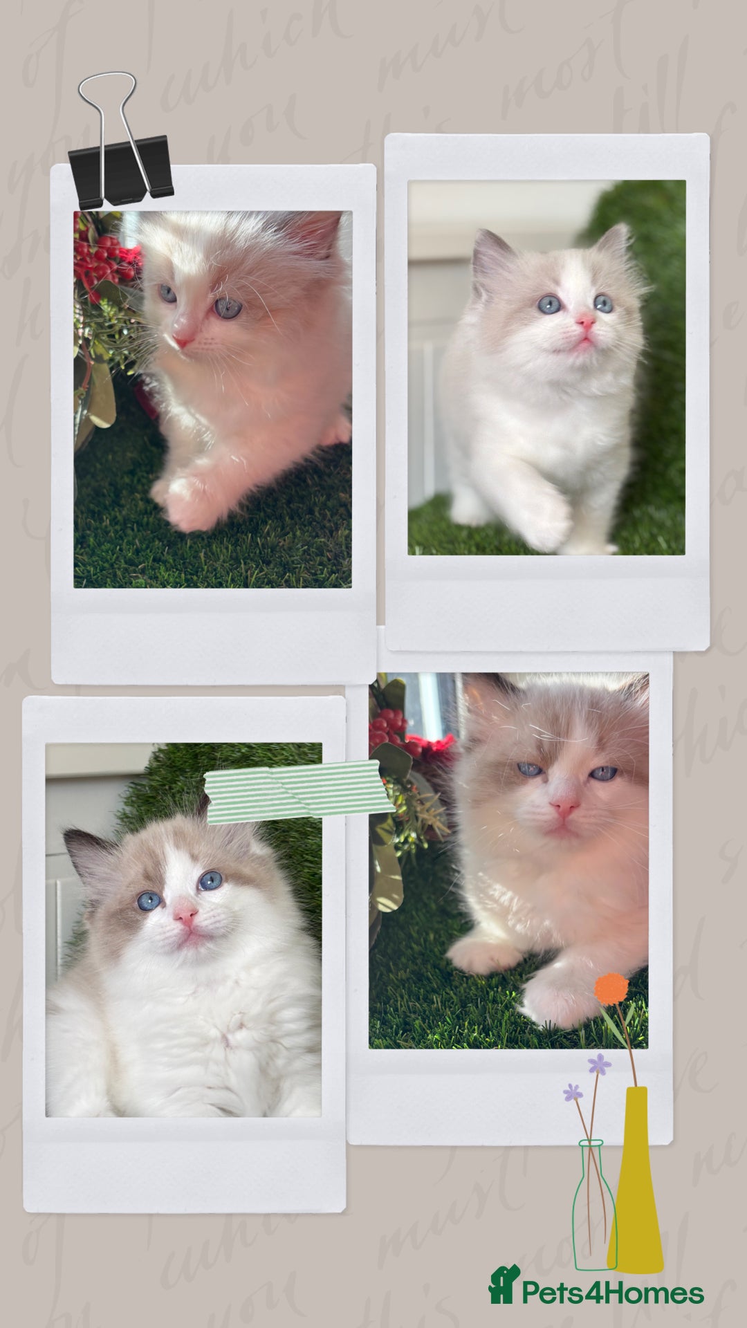 Ragdoll cats for sale: Beautiful two GCCF kittens. Blue Bicolour Ragdolls - Advert 13