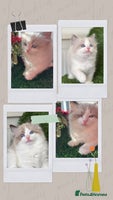 Ragdoll cats Beautiful two GCCF kittens. Blue Bicolour Ragdolls - Advert 12