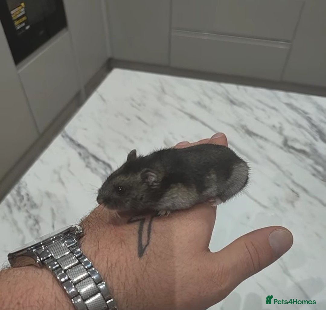 Hamster rodents Dwarf hamster with full setup and accessories  - Advert 2