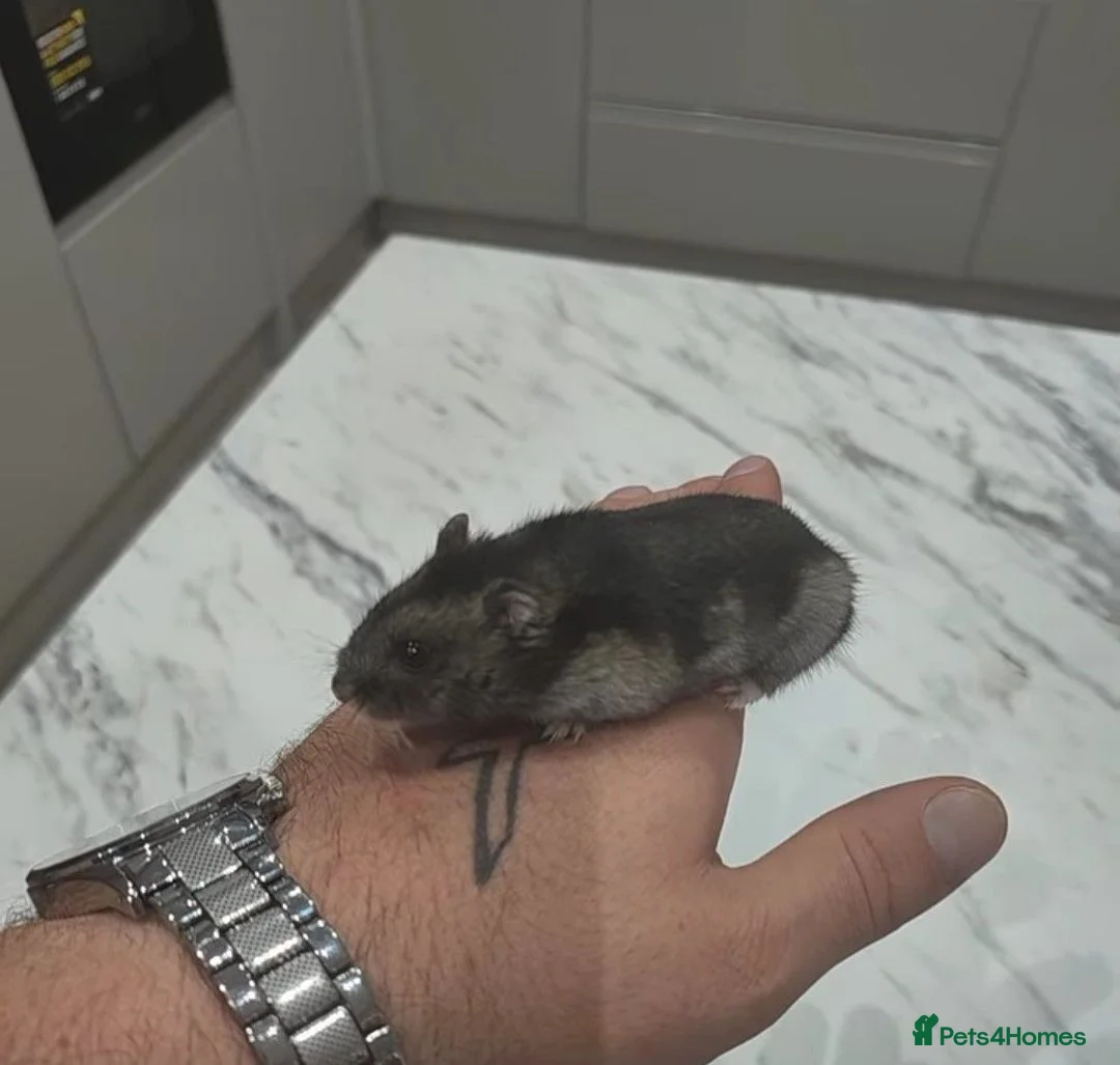 Hamster rodents for sale: Dwarf hamster with full setup and accessories  - Advert 1