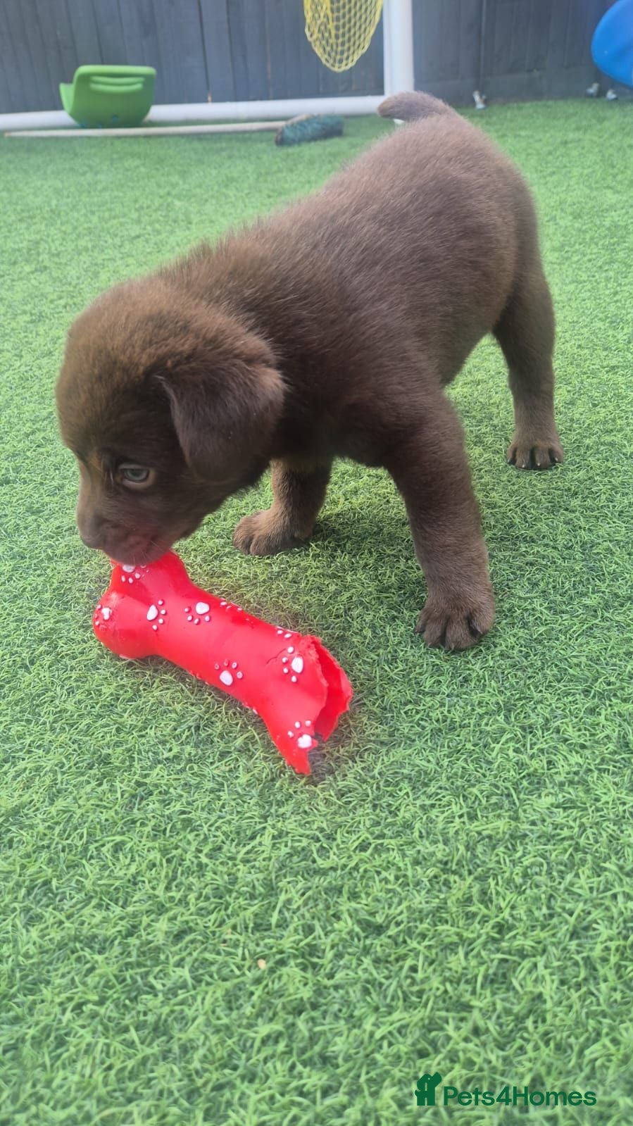Labrador Retriever dogs Adorable chunky lab puppies  - Advert 16